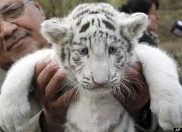 White tiger cub, aged six weeks old - white-tiger-cub-1