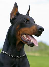 Bildergebnis für dobermann