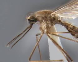 Anopheles quadrimaculatus mosquito