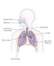 C-terminal provasopressin (copeptin) as a prognostic marker after