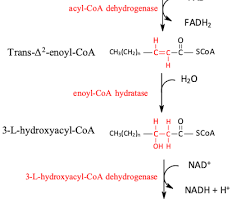 Fatty acid oxidation process