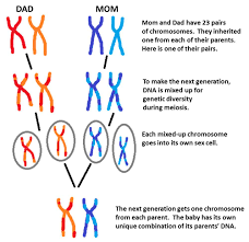 Image result for humans have 46 chromosomes