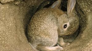 Image result for RABBIT