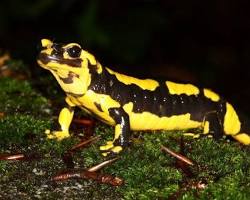 various amphibians like frogs, newts, and salamandersの画像