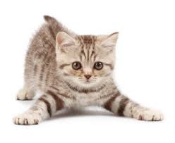 Image result for cats