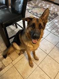 Ai đó có thể cho tui biết tại sao con chó của tui (Axel) lại ...