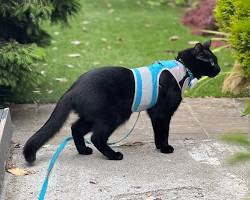 cat wearing a collar and harnessの画像