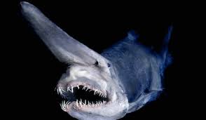 Image result for deep sea fish