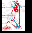 Herz-Kreislauf-System -