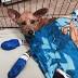 JacksonvilleHumane Society needs help caring for dog hit by car