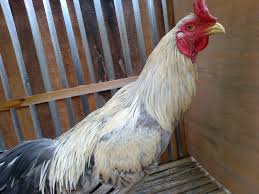 Hasil gambar untuk ayam birma hari ini