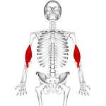 Biceps - , the free encyclopedia