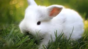 Image result for white baby rabbit