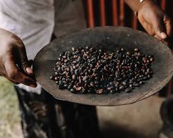 Ethiopian coffee beans being roasted in a traditional longhandled pan