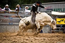 Image result for bull riding