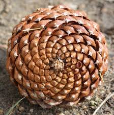Image result for fibonacci in nature