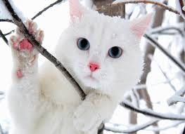 Image result for cute cat images hd