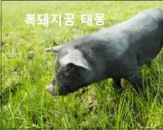 까만돼지 이미지