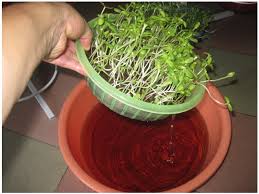 Image result for RAU MẦM CẢI XANH