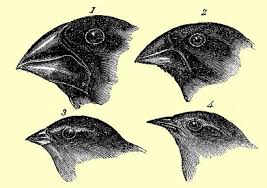 On Microevolution | The Spaces Between Us