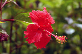 Rsultat de recherche d'images pour "images d'hibiscus"