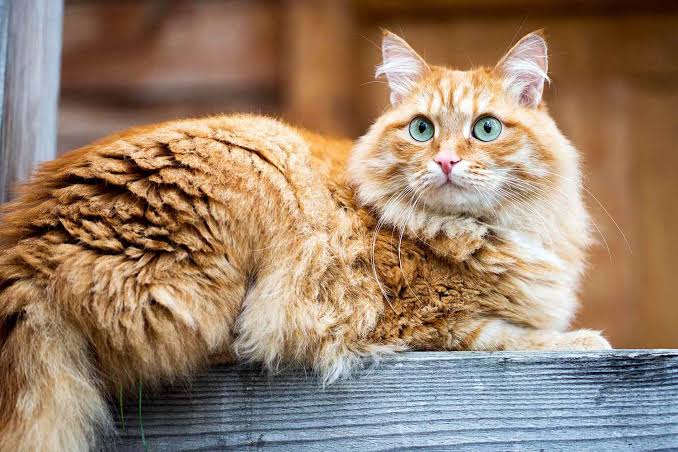 Siberian Cat Breed Information & Characteristics