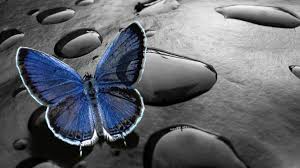 Image result for animated butterflies wallpaper