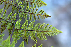 Image result for Cheilanthes multifida