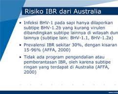 Image of Infeksi Bovine Rhinotracheitis (IBR) pada sapi perah