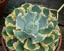 Image of Agave isthmensis plant