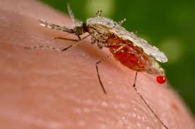 Florida's Ongoing Battle with Malaria: Local Cases Surge to 7 - 1