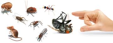 Image result for pest control services
