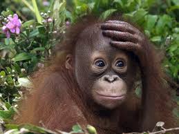 Image result for ORANG UTAN