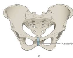 Image of Cartilagenous joint