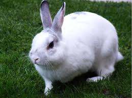 Image result for RABBIT