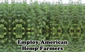 Image result for kentucky hemp