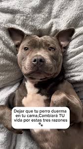 🚨Tu perrito tiene alergias ? Debes saber esto! 🐾 #alegrias ...