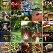 Image result for mushrooms