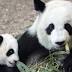 World's oldest panda Jia Jia dies in Hong Kong