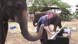Piano duet with Peter the Elephant in Thailand | Peter the elephant plays the piano with his trunk entirely of his own accord | By Rumble | Facebook