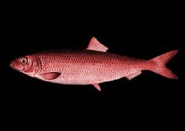 Image result for Red Herring