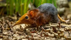 Meet the Elephant Shrew: UK’s Adorable New Zoo Sensation