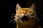 Why do cats howl for no reason