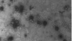  'Astonishing' number of viruses are falling from the sky