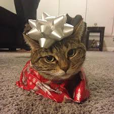 Image result for cats wearing party clothes