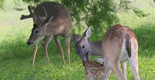 Sutton County deer diagnosed with Chronic Wasting Disease - 7