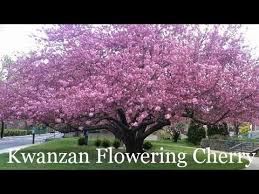 Image result for The Kwanzan Cherry tree,Chinese Cherry tree, and Yoshino Flowering Cherry tree