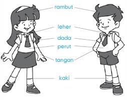 Hasil gambar untuk tubuh kita
