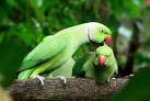 Virtual villagers 2 parrots kissing images download <?=substr(md5('https://encrypted-tbn3.gstatic.com/images?q=tbn:ANd9GcQCzPW-lxoztG5HDbYu32e9Ax1mvZsYBEYDQvDXPg5b4OnZdbW4Dq3xME0'), 0, 7); ?>