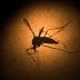 Zika probably hit Brazil in 2013, before World Cup: Study